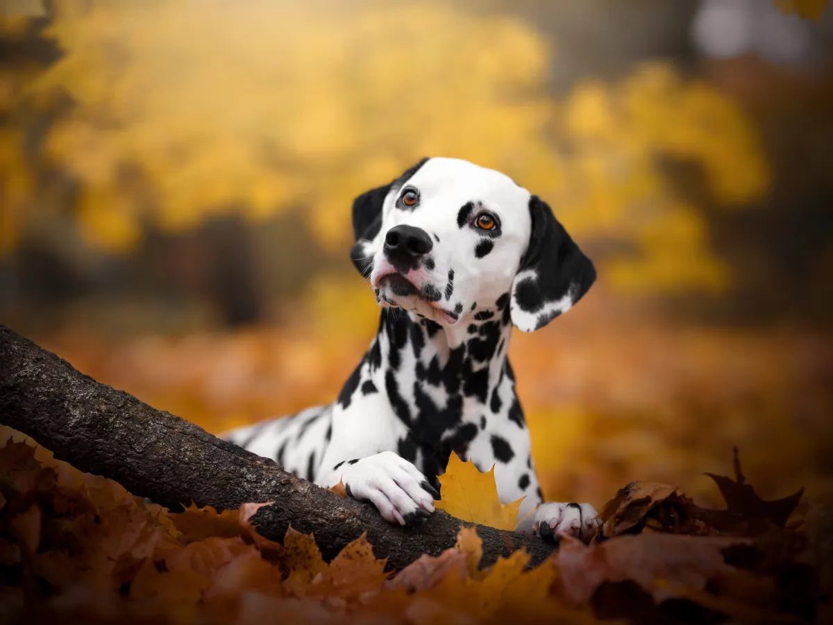 Datadog Launches “Updog” to Track Cloud Service Outages 1 UPDOG