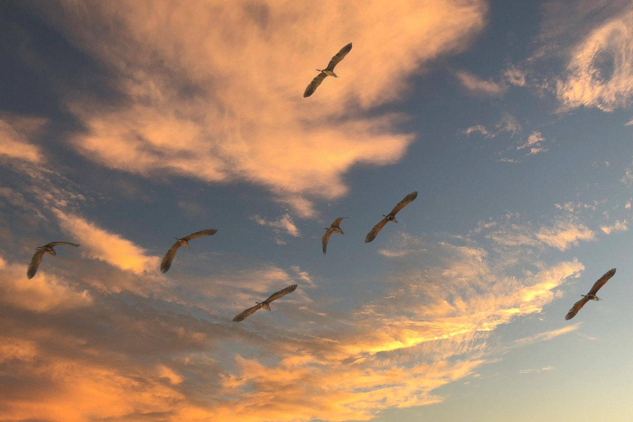 WordPress Site Migration Service: A Buyer's Guide for Business Owners